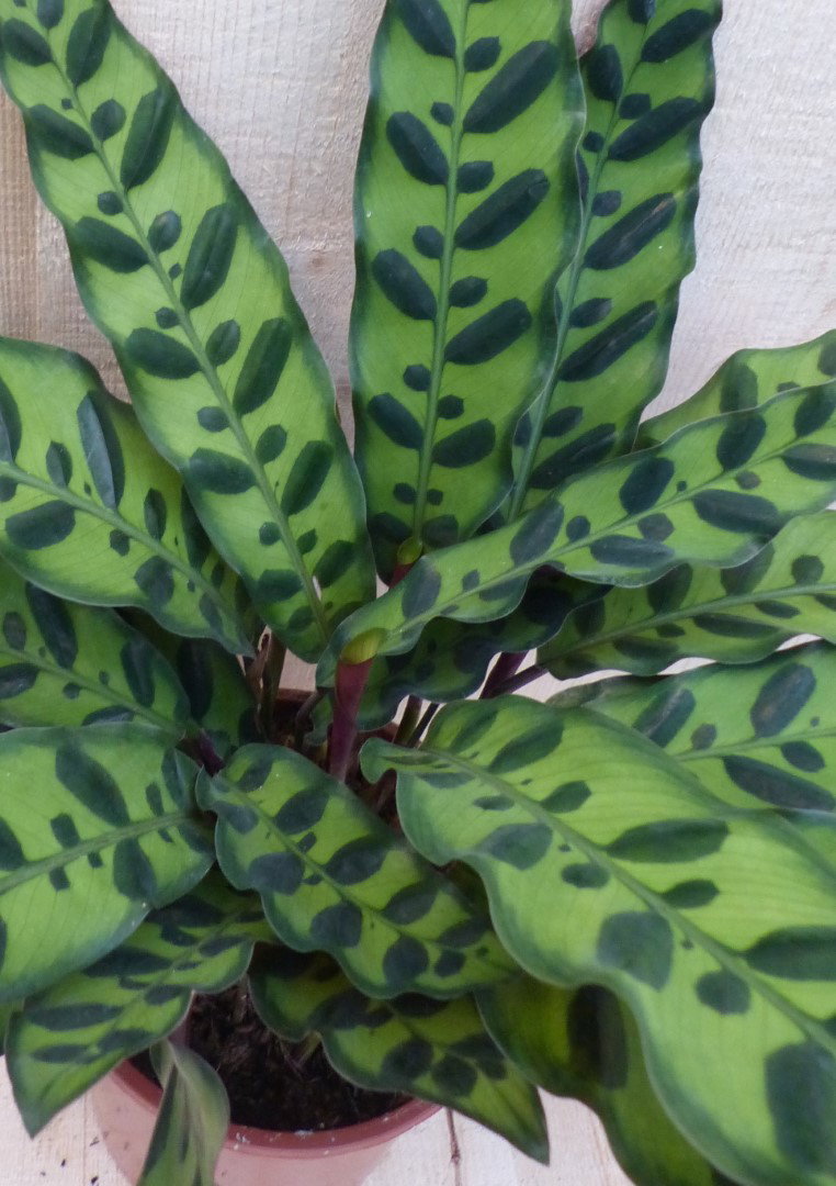 https://cdn.warentuin.nl/media/catalog/product/L/E/LEVE8149900043271_2_warentuin_natuurlijk_kamerplant_calathea_insigne_pauwenplan_00c0.JPG