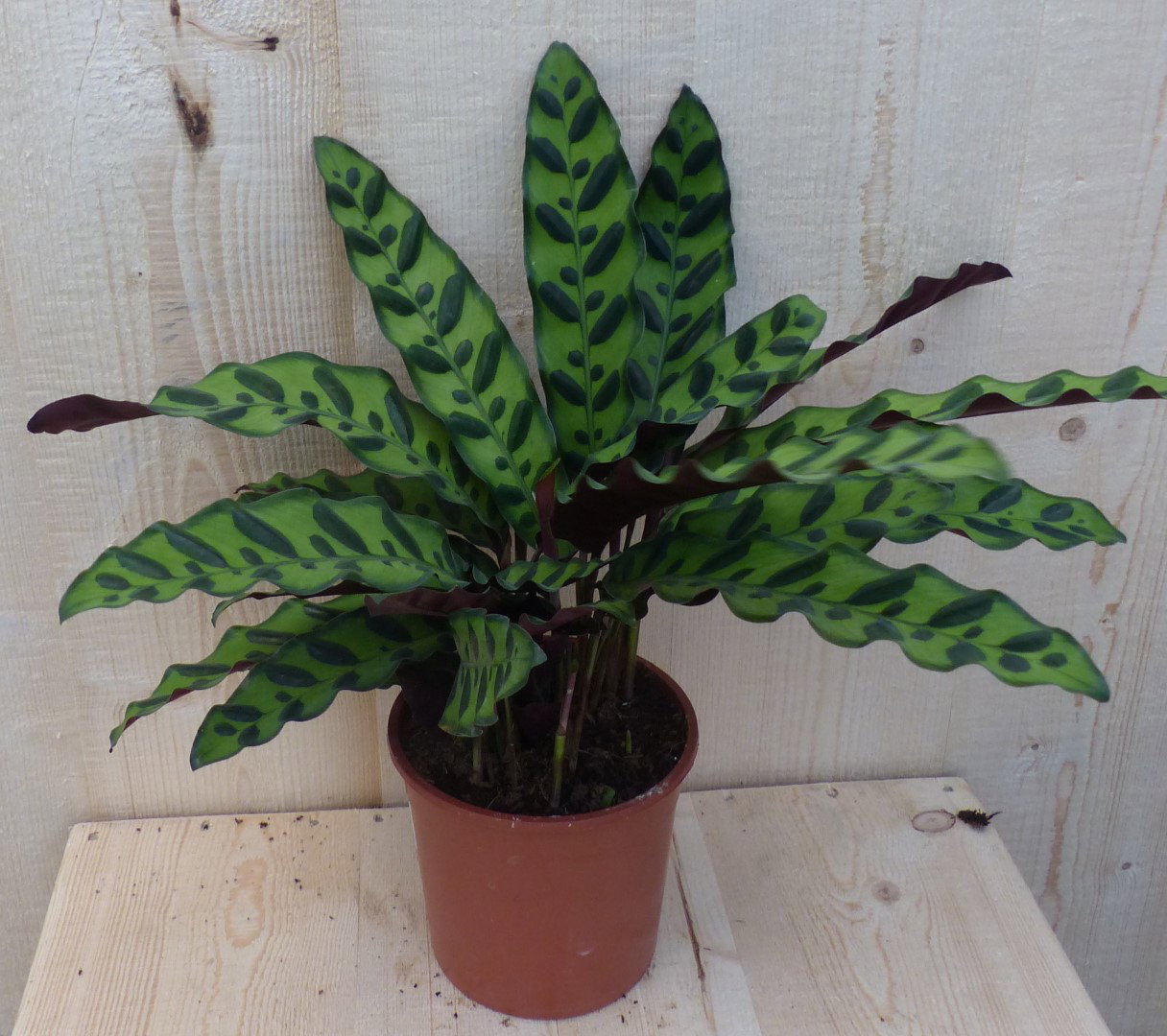 https://cdn.warentuin.nl/media/catalog/product/L/E/LEVE8149900043271_warentuin_natuurlijk_kamerplant_calathea_insigne_pauwenplant__c3fe.JPG