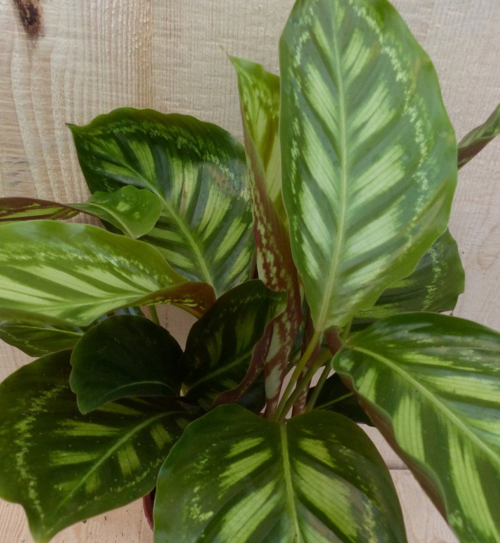 https://cdn.warentuin.nl/media/catalog/product/L/E/LEVE8149900043272_2_warentuin_natuurlijk_kamerplant_calathea_makoyana_pauwenpla_2001.JPG