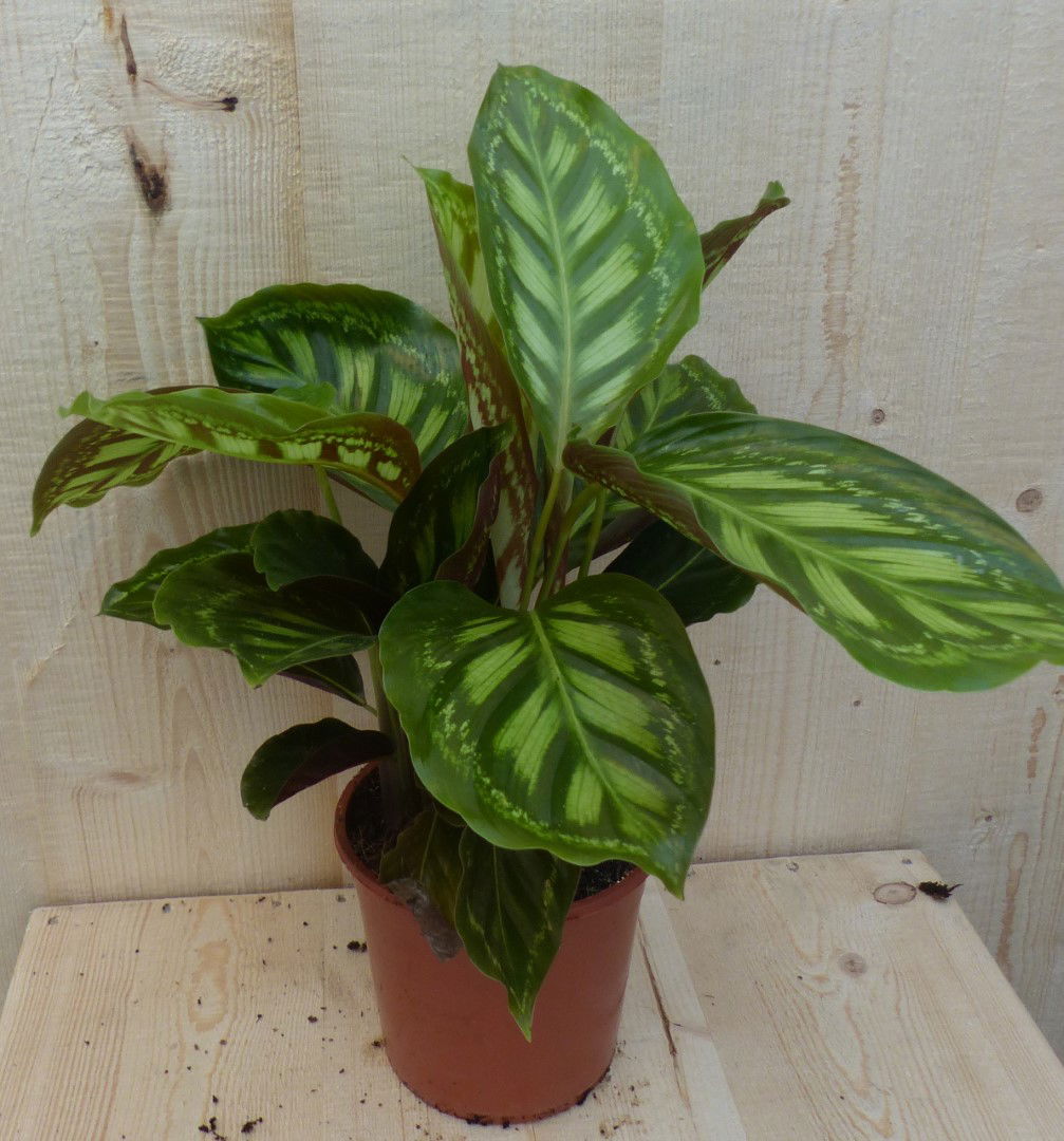 Warentuin natuurlijk Calathea Makoyana Pauwenplant lichtgroen groot blad 30 cm - 