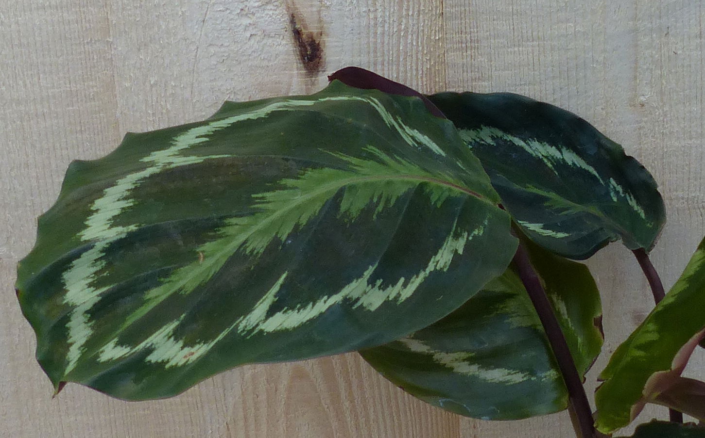 https://cdn.warentuin.nl/media/catalog/product/L/E/LEVE8149900043273_2_warentuin_natuurlijk_kamerplant_calathea_medaillon_pauwenpl_1d46.JPG