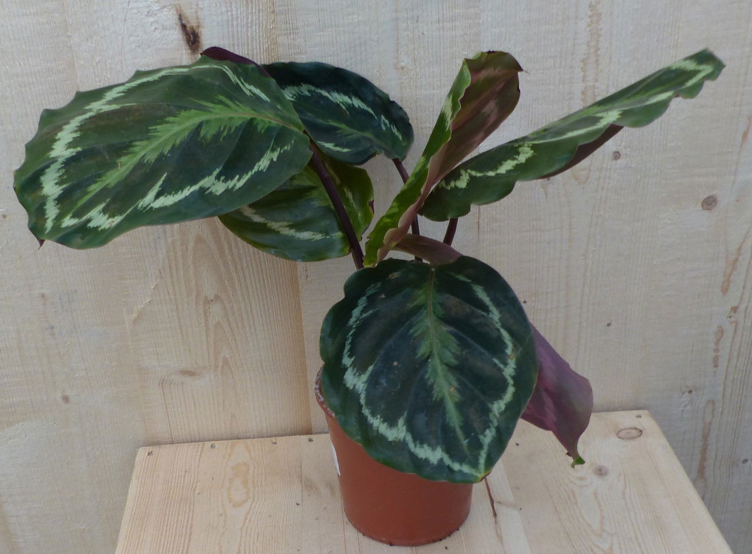 https://cdn.warentuin.nl/media/catalog/product/L/E/LEVE8149900043273_warentuin_natuurlijk_kamerplant_calathea_medaillon_pauwenplan_ca57.JPG