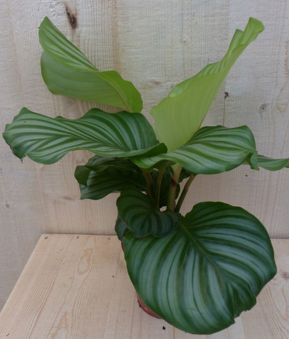 https://cdn.warentuin.nl/media/catalog/product/L/E/LEVE8149900043274_2_warentuin_natuurlijk_kamerplant_calathea_orbifolia_pauwenpl_d48d.JPG