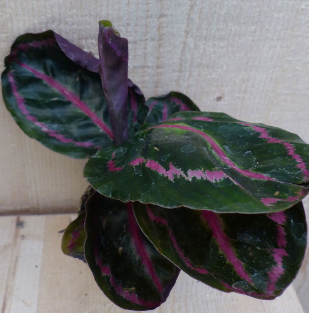 https://cdn.warentuin.nl/media/catalog/product/L/E/LEVE8149900043276_2_warentuin_natuurlijk_kamerplant_calathea_surprise_star_pauw_4e1b.JPG