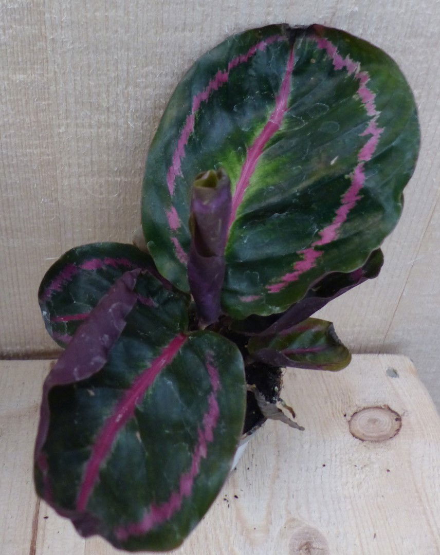 https://cdn.warentuin.nl/media/catalog/product/L/E/LEVE8149900043276_warentuin_natuurlijk_kamerplant_calathea_surprise_star_pauwen_79bf.JPG