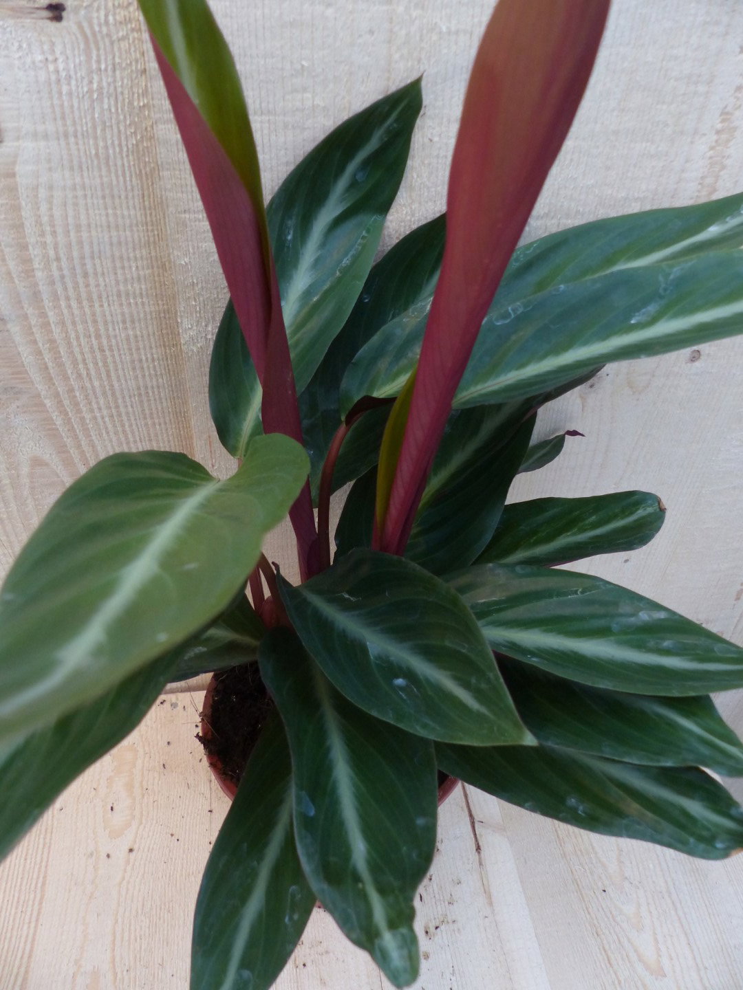 https://cdn.warentuin.nl/media/catalog/product/L/E/LEVE8149900043277_2_warentuin_natuurlijk_kamerplant_calathea_trio_star_pauwenpl_3a04.JPG