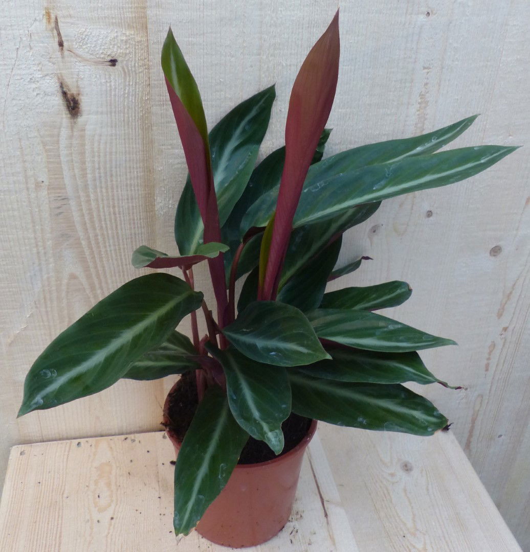 Warentuin natuurlijk Calathea Trio Star Pauwenplant smal blad met wit 30 cm - 