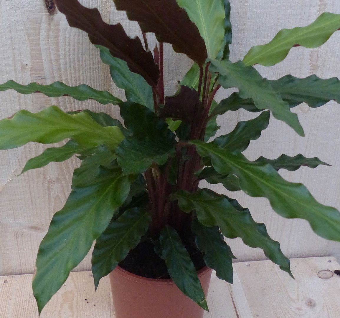 https://cdn.warentuin.nl/media/catalog/product/L/E/LEVE8149900043278_2_warentuin_natuurlijk_kamerplant_calathea_wave_star_pauwenpl_202a.JPG