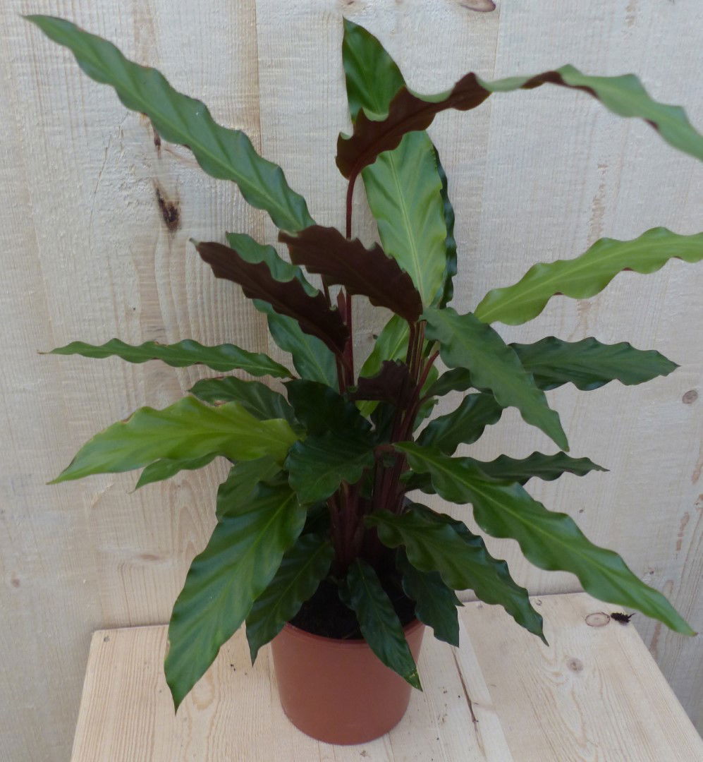https://cdn.warentuin.nl/media/catalog/product/L/E/LEVE8149900043278_warentuin_natuurlijk_kamerplant_calathea_wave_star_pauwenplan_a290.JPG