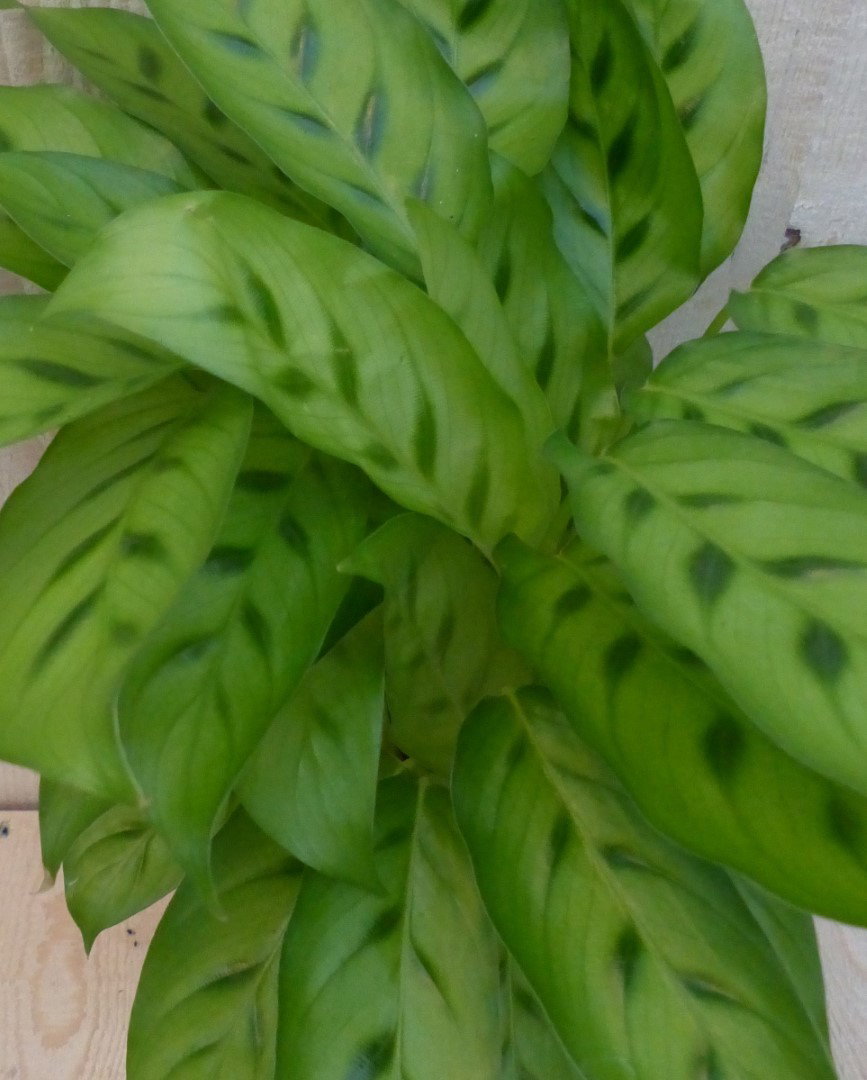 https://cdn.warentuin.nl/media/catalog/product/L/E/LEVE8149900043279_2_warentuin_natuurlijk_kamerplant_calathea_zebrina_pauwenplan_31c0.JPG