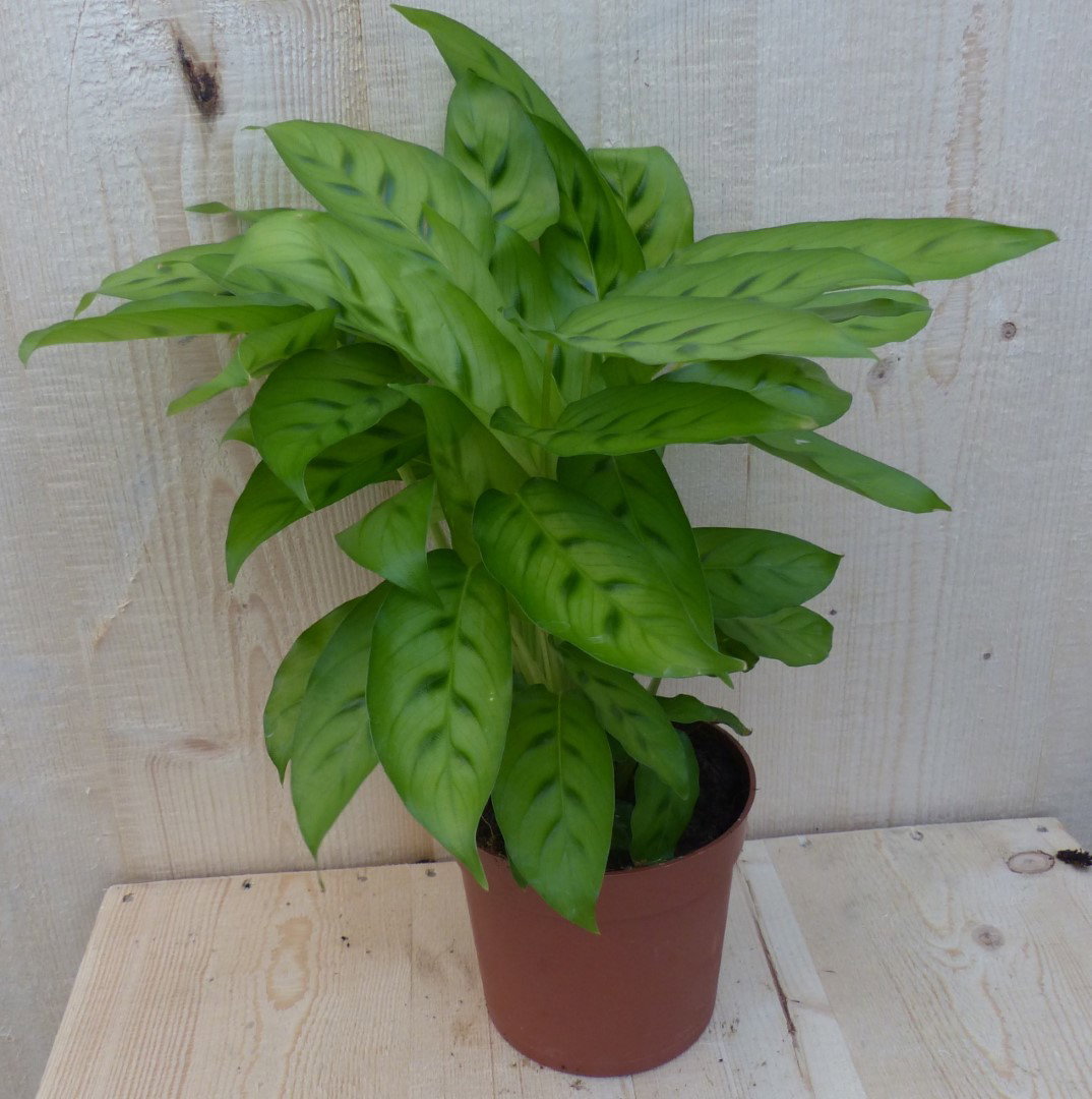 https://cdn.warentuin.nl/media/catalog/product/L/E/LEVE8149900043279_warentuin_natuurlijk_kamerplant_calathea_zebrina_pauwenplant__2207.JPG