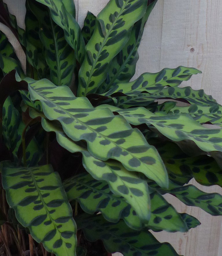 https://cdn.warentuin.nl/media/catalog/product/L/E/LEVE8149900043280_2_warentuin_natuurlijk_kamerplant_calathea_insigne_pauwenplan_2e3b.JPG
