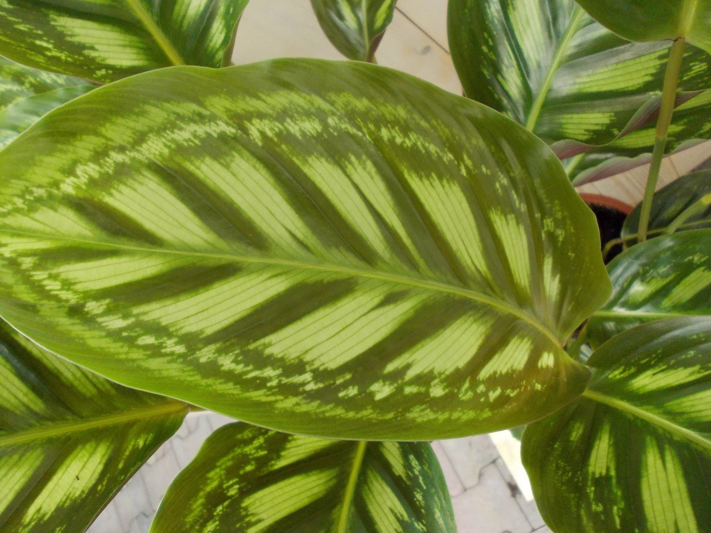 https://cdn.warentuin.nl/media/catalog/product/L/E/LEVE8149900043281_2_warentuin_natuurlijk_kamerplant_calathea_makoyana_pauwenpla_f945.JPG