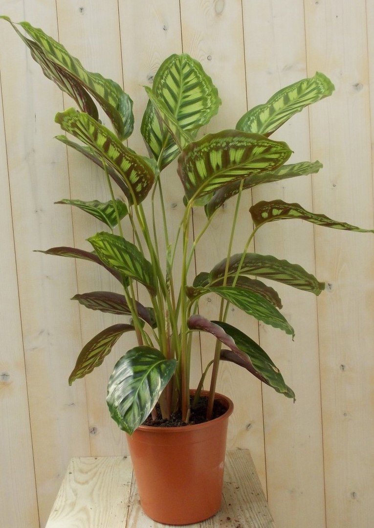 https://cdn.warentuin.nl/media/catalog/product/L/E/LEVE8149900043281_warentuin_natuurlijk_kamerplant_calathea_makoyana_pauwenplant_6f06.JPG