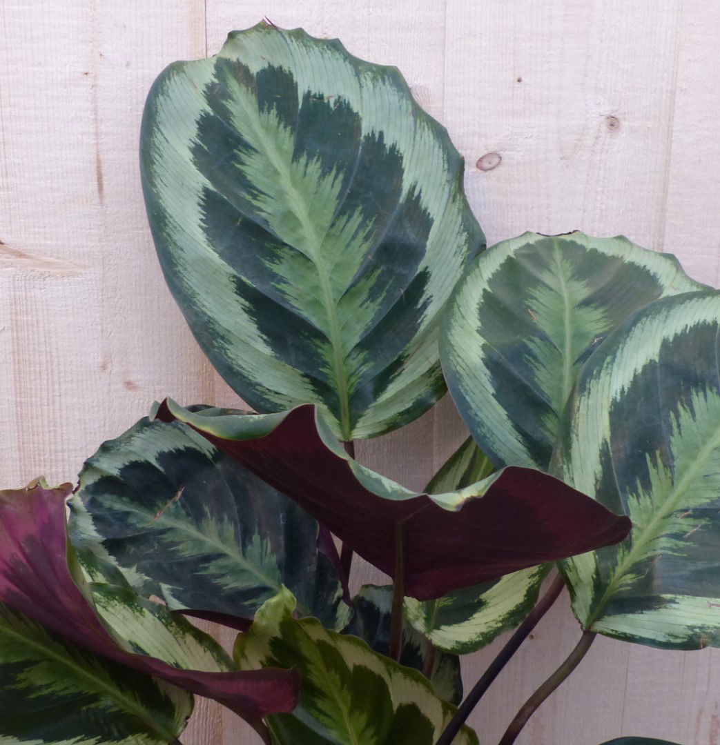 https://cdn.warentuin.nl/media/catalog/product/L/E/LEVE8149900043282_2_warentuin_natuurlijk_kamerplant_calathea_medaillon_pauwenpl_9ec1.JPG