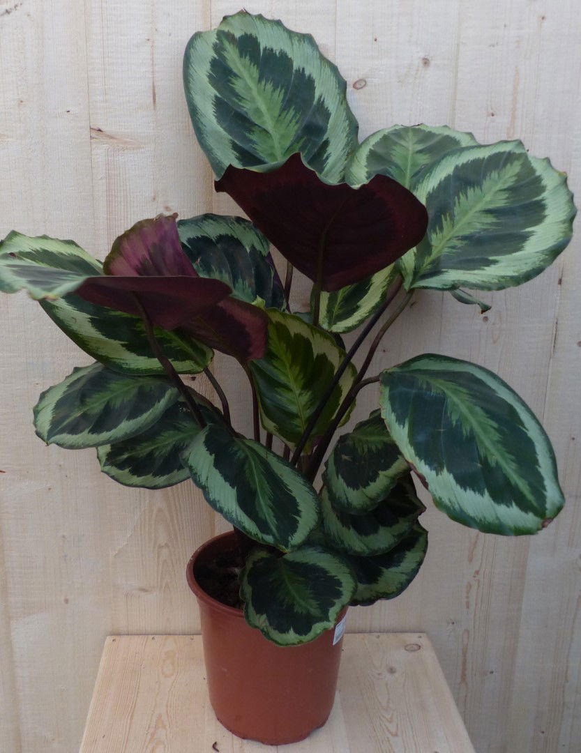 https://cdn.warentuin.nl/media/catalog/product/L/E/LEVE8149900043282_warentuin_natuurlijk_kamerplant_calathea_medaillon_pauwenplan_cebc.JPG