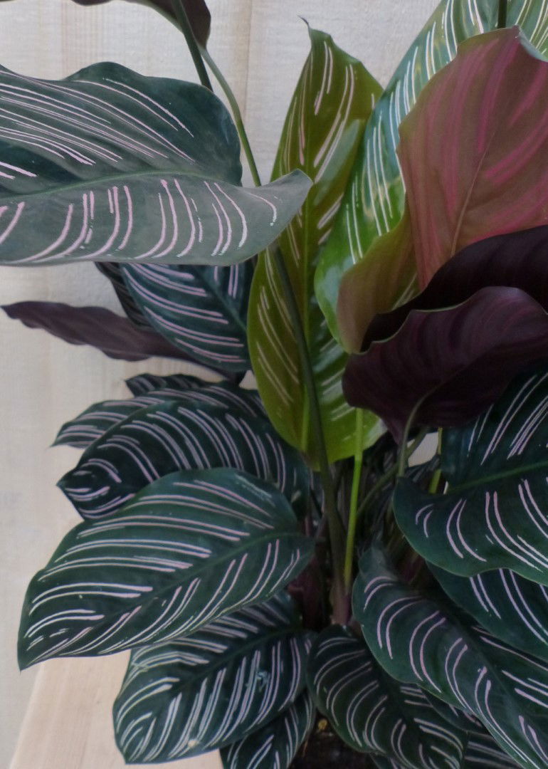 https://cdn.warentuin.nl/media/catalog/product/L/E/LEVE8149900043284_2_warentuin_natuurlijk_kamerplant_calathea_ornata_pauwenplant_9159.JPG