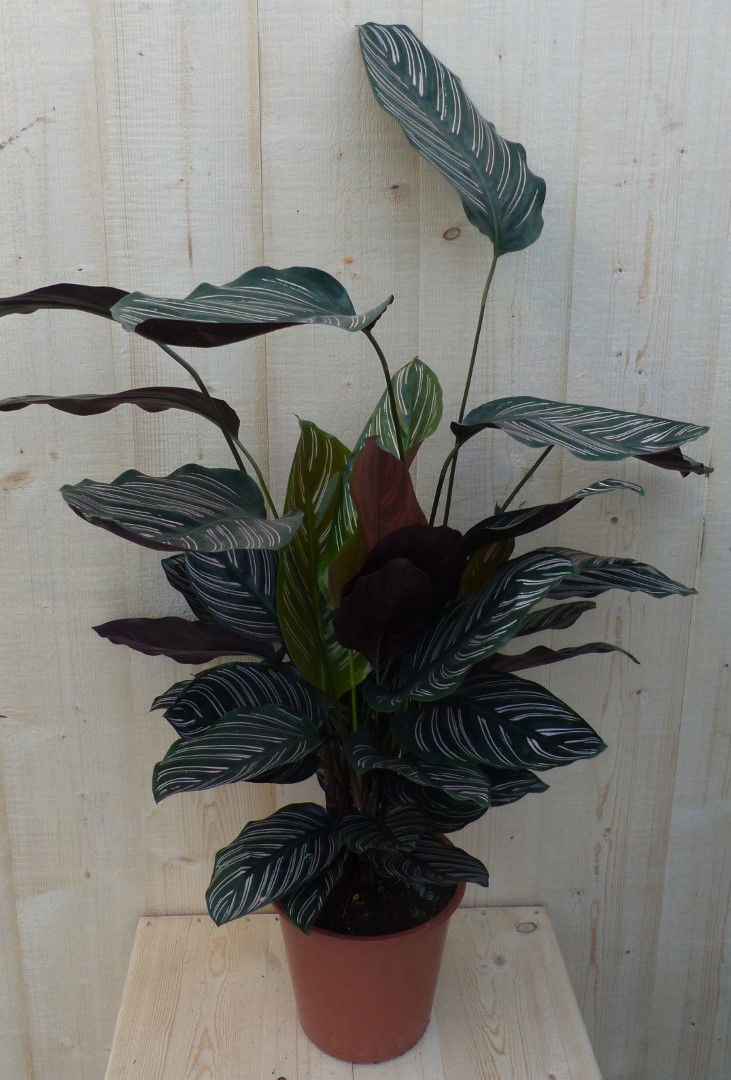 https://cdn.warentuin.nl/media/catalog/product/L/E/LEVE8149900043284_warentuin_natuurlijk_kamerplant_calathea_ornata_pauwenplant_m_9867.JPG