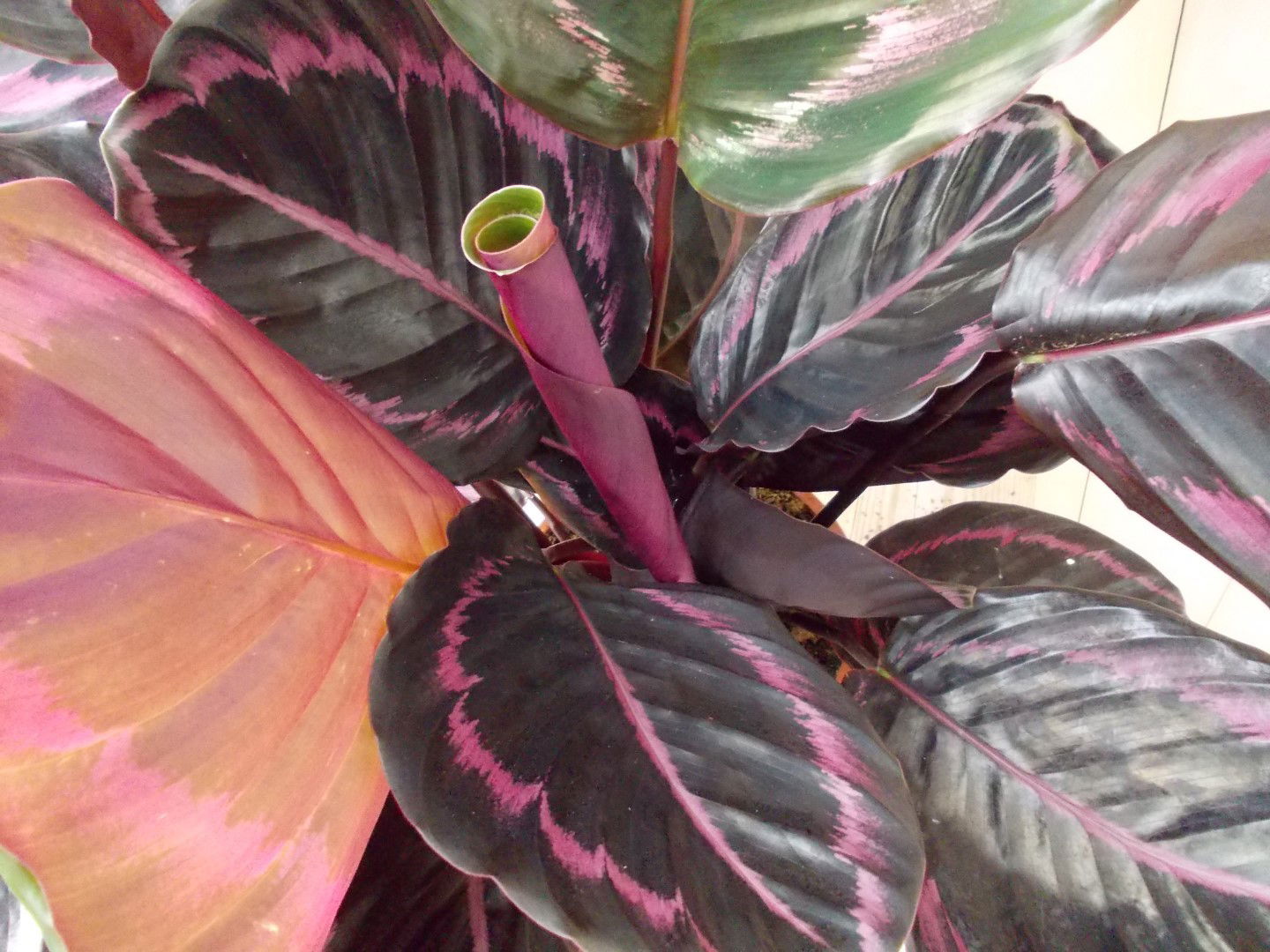 https://cdn.warentuin.nl/media/catalog/product/L/E/LEVE8149900043285_2_warentuin_natuurlijk_kamerplant_calathea_surprise_star_pauw_5d15.jpg