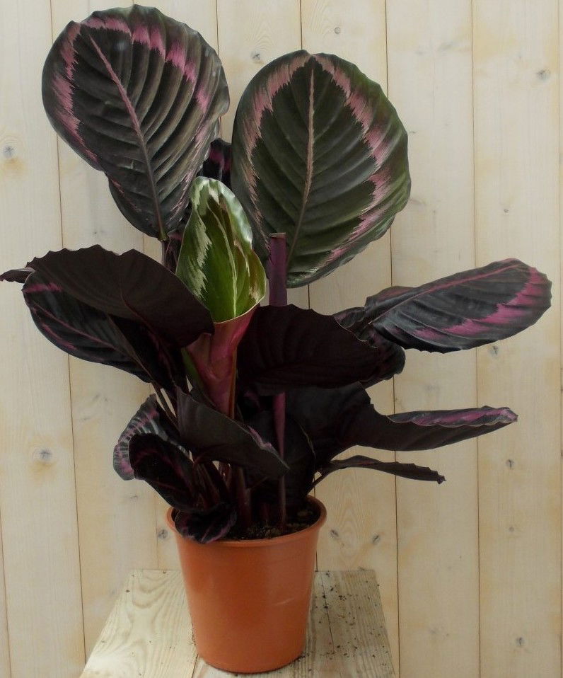 https://cdn.warentuin.nl/media/catalog/product/L/E/LEVE8149900043285_warentuin_natuurlijk_kamerplant_calathea_surprise_star_pauwen_679e.jpg