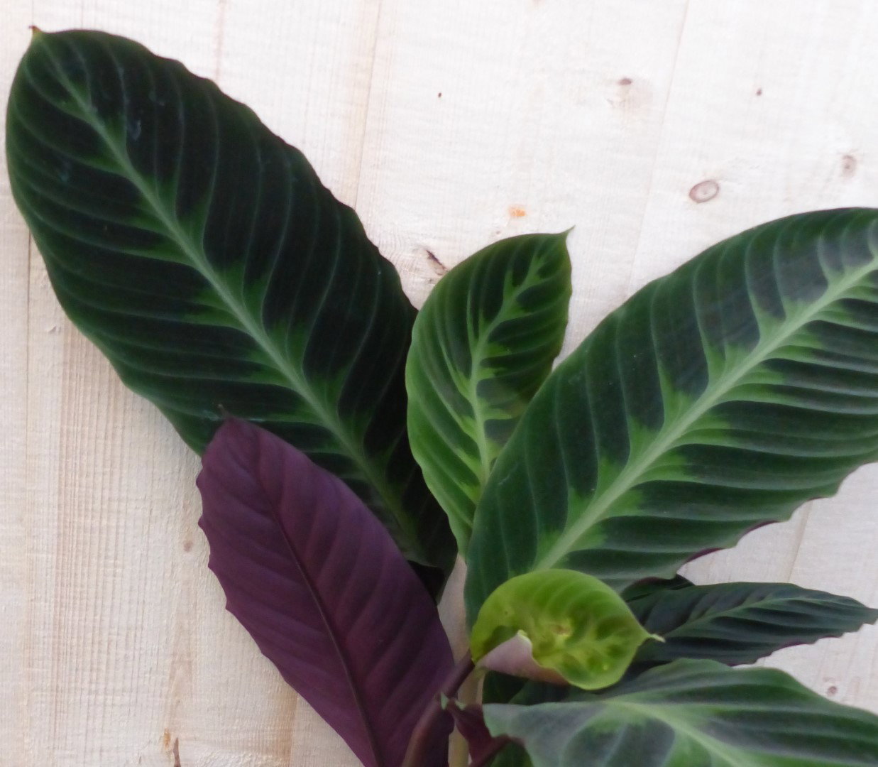 https://cdn.warentuin.nl/media/catalog/product/L/E/LEVE8149900043286_2_warentuin_natuurlijk_kamerplant_calathea_warscewiczii_pauwe_bda7.JPG