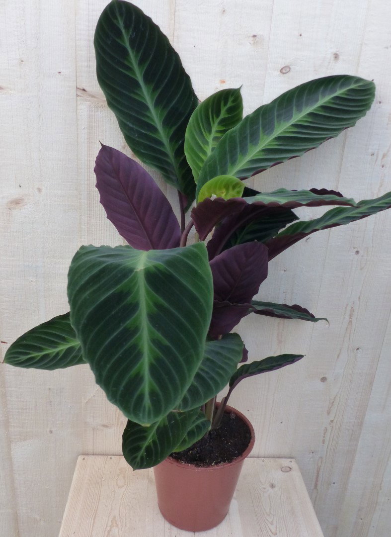 https://cdn.warentuin.nl/media/catalog/product/L/E/LEVE8149900043286_warentuin_natuurlijk_kamerplant_calathea_warscewiczii_pauwenp_e2a4.JPG