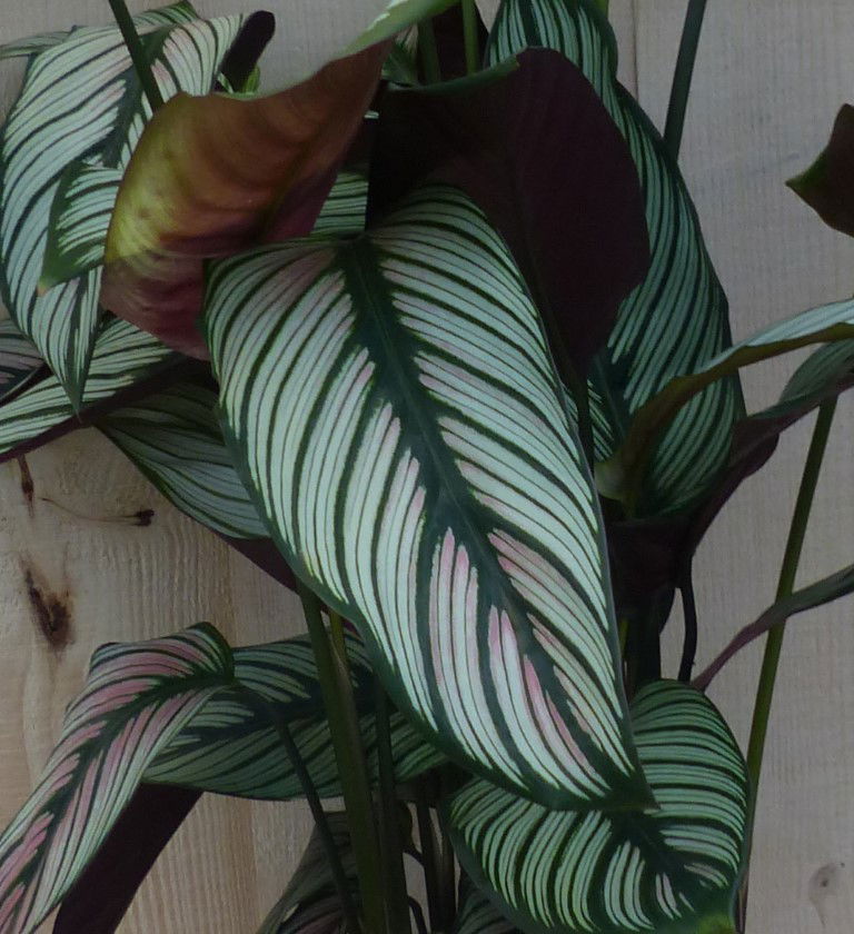 https://cdn.warentuin.nl/media/catalog/product/L/E/LEVE8149900043288_2_warentuin_natuurlijk_kamerplant_calathea_whitestar_pauwenpl_990b.JPG