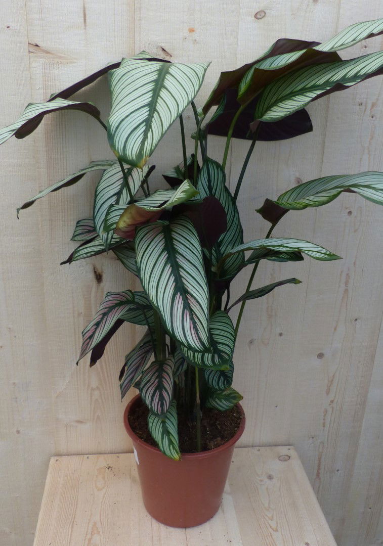 https://cdn.warentuin.nl/media/catalog/product/L/E/LEVE8149900043288_warentuin_natuurlijk_kamerplant_calathea_whitestar_pauwenplan_8b14.JPG