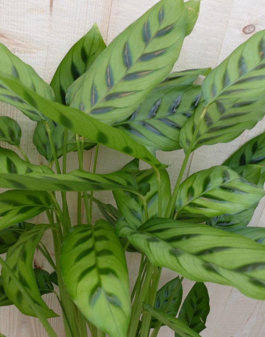 https://cdn.warentuin.nl/media/catalog/product/L/E/LEVE8149900043289_2_warentuin_natuurlijk_kamerplant_calathea_zebrina_pauwenplan_96d2.JPG