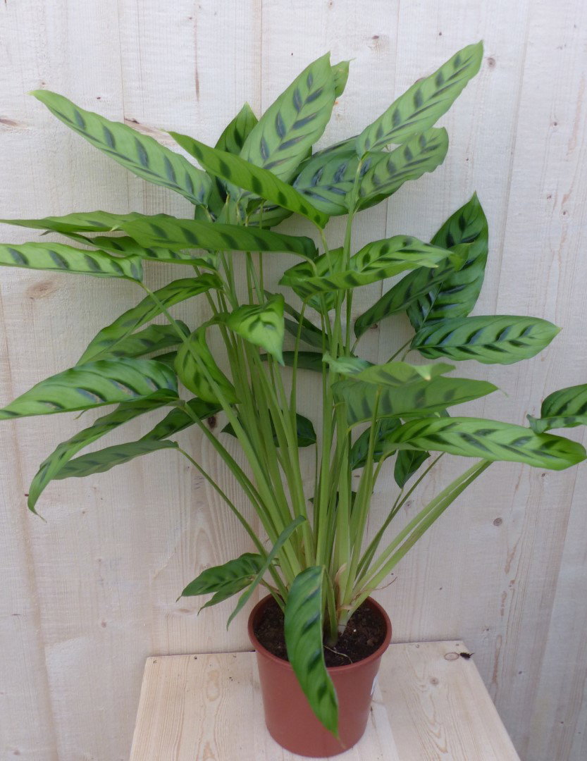 https://cdn.warentuin.nl/media/catalog/product/L/E/LEVE8149900043289_warentuin_natuurlijk_kamerplant_calathea_zebrina_pauwenplant__63a7.JPG