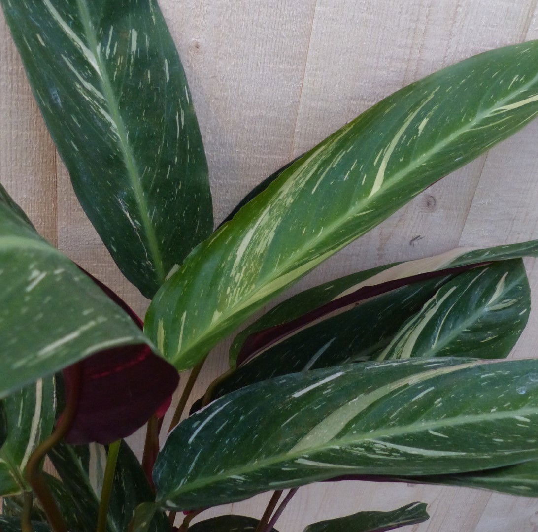 https://cdn.warentuin.nl/media/catalog/product/L/E/LEVE8149900043290_2_warentuin_natuurlijk_kamerplant_calathea_trio_star_pauwenpl_3096.JPG
