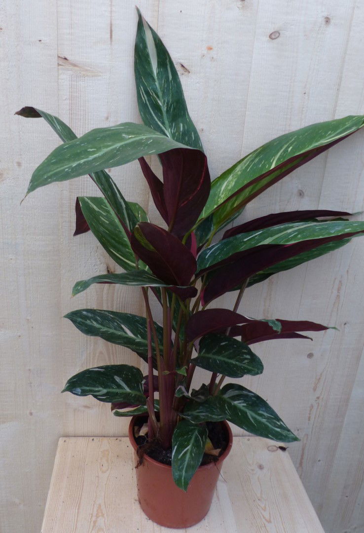 https://cdn.warentuin.nl/media/catalog/product/L/E/LEVE8149900043290_warentuin_natuurlijk_kamerplant_calathea_trio_star_pauwenplan_5b3c.JPG