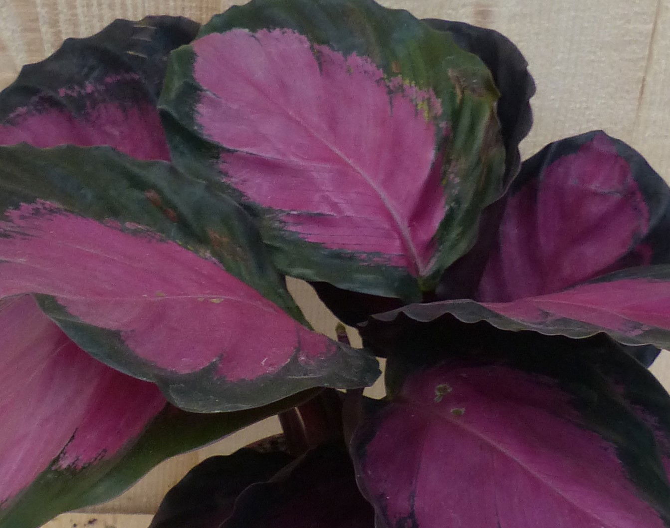https://cdn.warentuin.nl/media/catalog/product/L/E/LEVE8149900043291_2_warentuin_natuurlijk_kamerplant_calathea_crimson_pauwenplan_6980.JPG