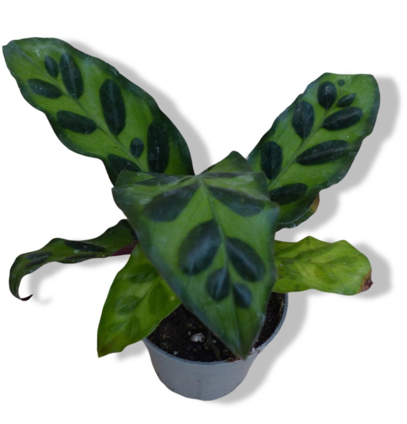 https://cdn.warentuin.nl/media/catalog/product/L/E/LEVE8149900043292_01_warentuin_natuurlijk_calathea_makoyana_pauwe_4149.jpg