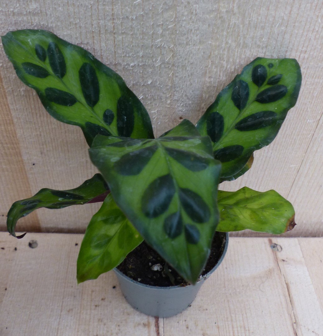 https://cdn.warentuin.nl/media/catalog/product/L/E/LEVE8149900043292_warentuin_natuurlijk_kamerplant_calathea_makoyana_pauwenplant_afa0.JPG