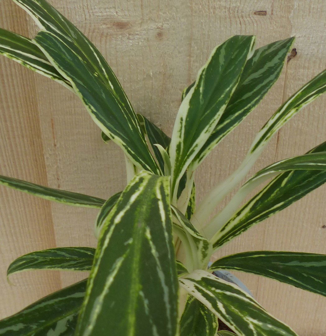 https://cdn.warentuin.nl/media/catalog/product/L/E/LEVE8149900043293_2_warentuin_natuurlijk_kamerplant_aglaonema_30_cm_warentuin_n_ec8c.JPG