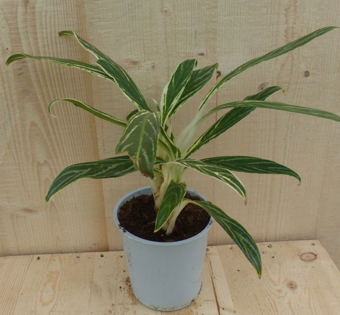 https://cdn.warentuin.nl/media/catalog/product/L/E/LEVE8149900043293_warentuin_natuurlijk_kamerplant_aglaonema_30_cm_warentuin_nat_adf8.JPG