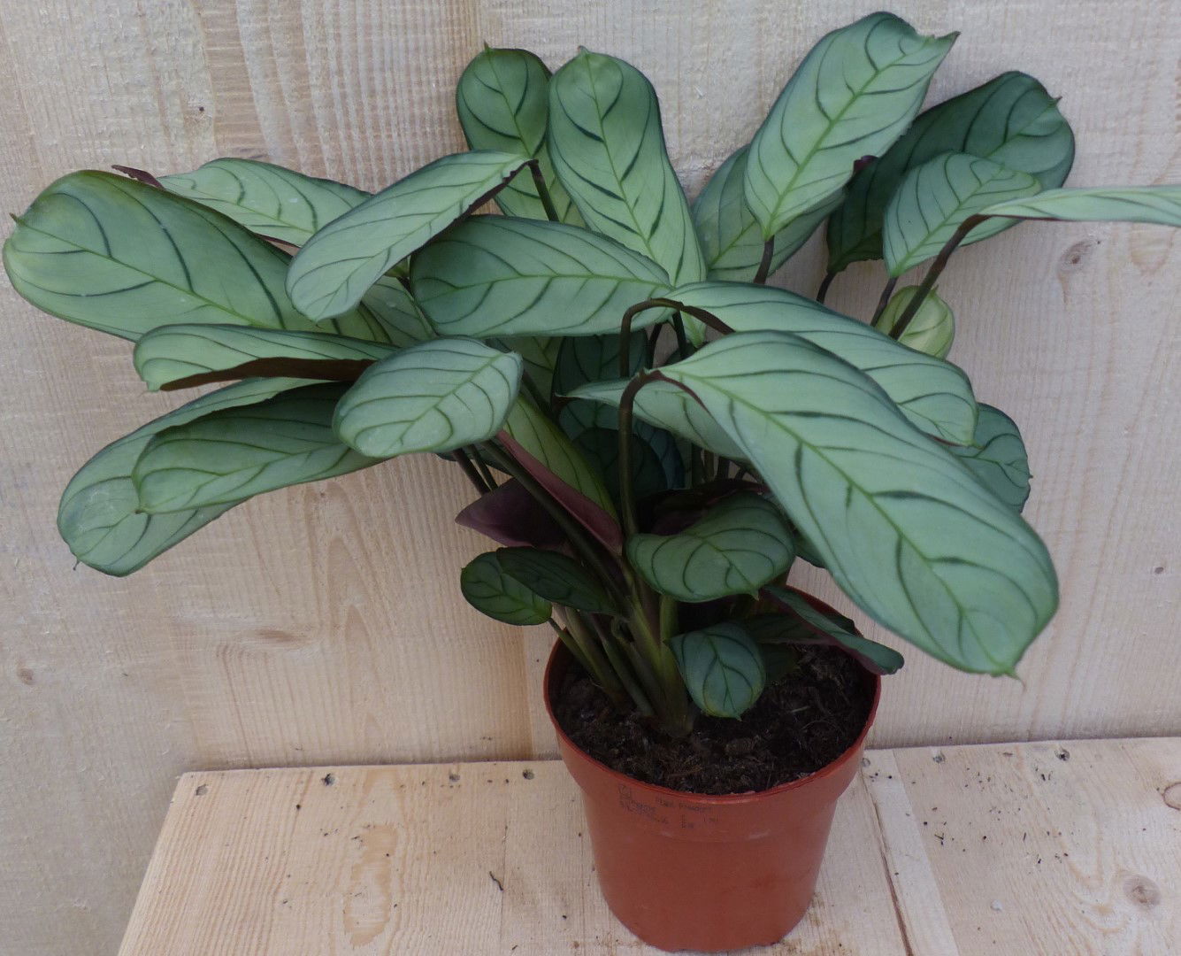 https://cdn.warentuin.nl/media/catalog/product/L/E/LEVE8149900043294_warentuin_natuurlijk_kamerplant_kamerplant_ctenanthe_warentui_4936.JPG