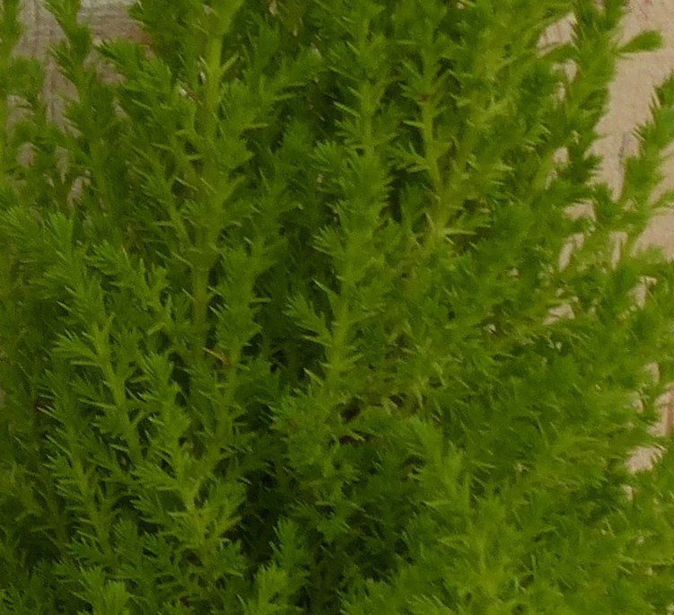 https://cdn.warentuin.nl/media/catalog/product/L/E/LEVE8149900043295_2_warentuin_natuurlijk_kamerplant_cupressus_kamerconifeer_50__e1b9.JPG