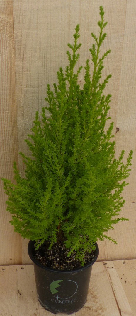 https://cdn.warentuin.nl/media/catalog/product/L/E/LEVE8149900043295_warentuin_natuurlijk_kamerplant_cupressus_kamerconifeer_50_cm_2a81.JPG