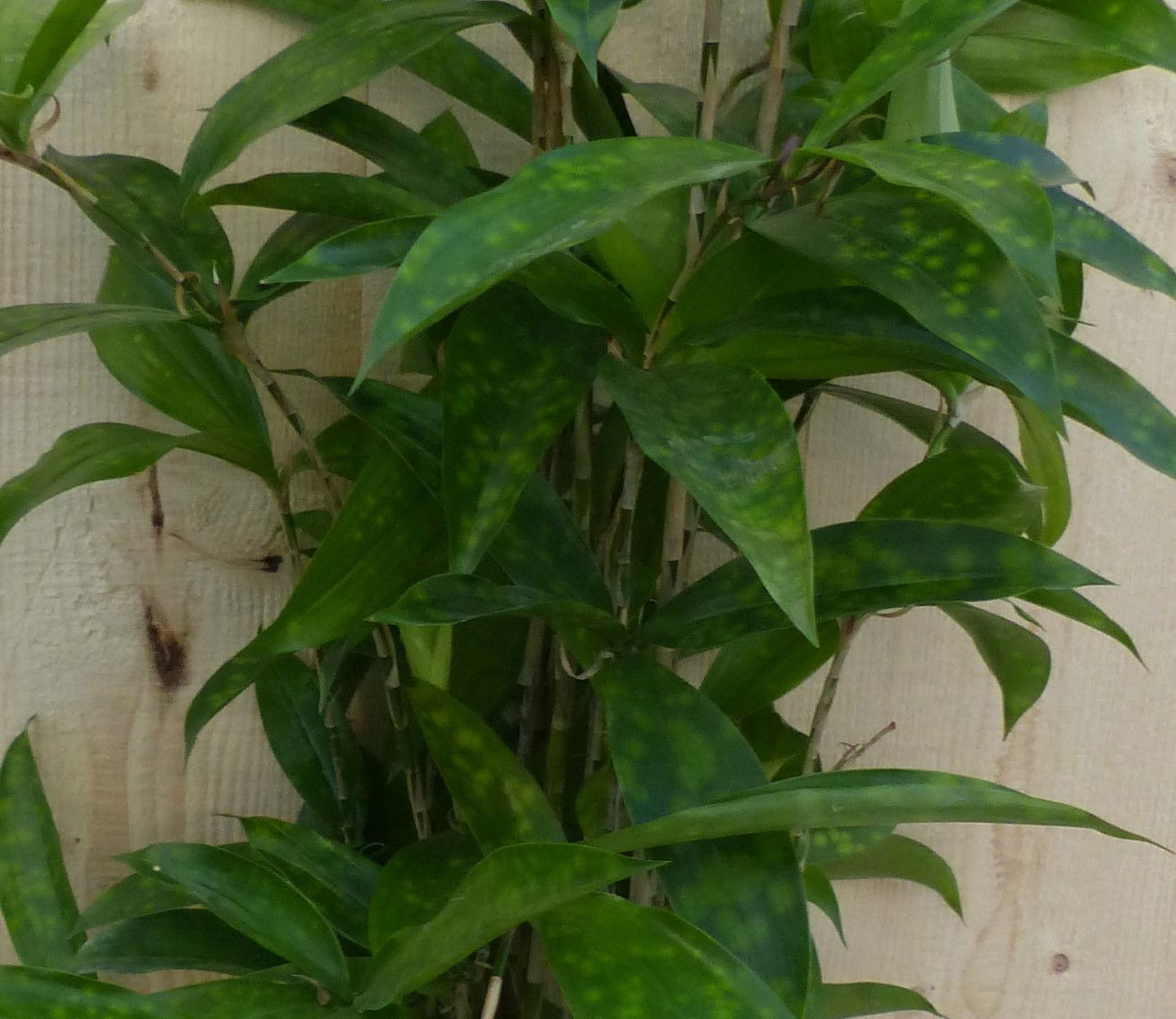 https://cdn.warentuin.nl/media/catalog/product/L/E/LEVE8149900043296_2_warentuin_natuurlijk_kamerplant_dracaena_surculosa_60_cm_wa_5a22.JPG