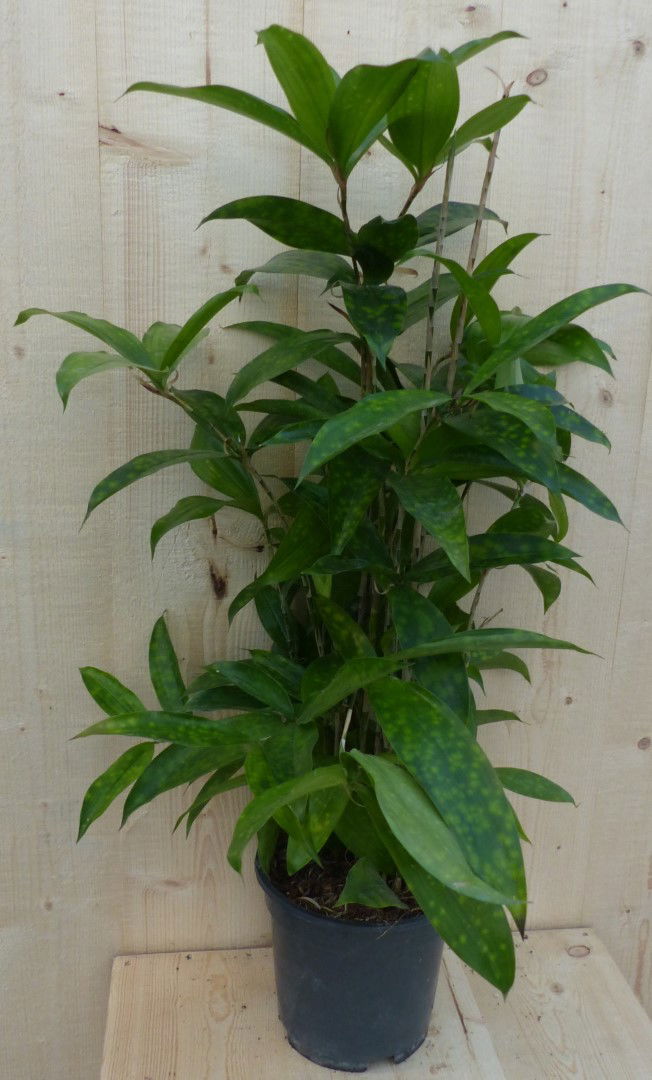 https://cdn.warentuin.nl/media/catalog/product/L/E/LEVE8149900043296_warentuin_natuurlijk_kamerplant_dracaena_surculosa_60_cm_ware_f2dc.JPG