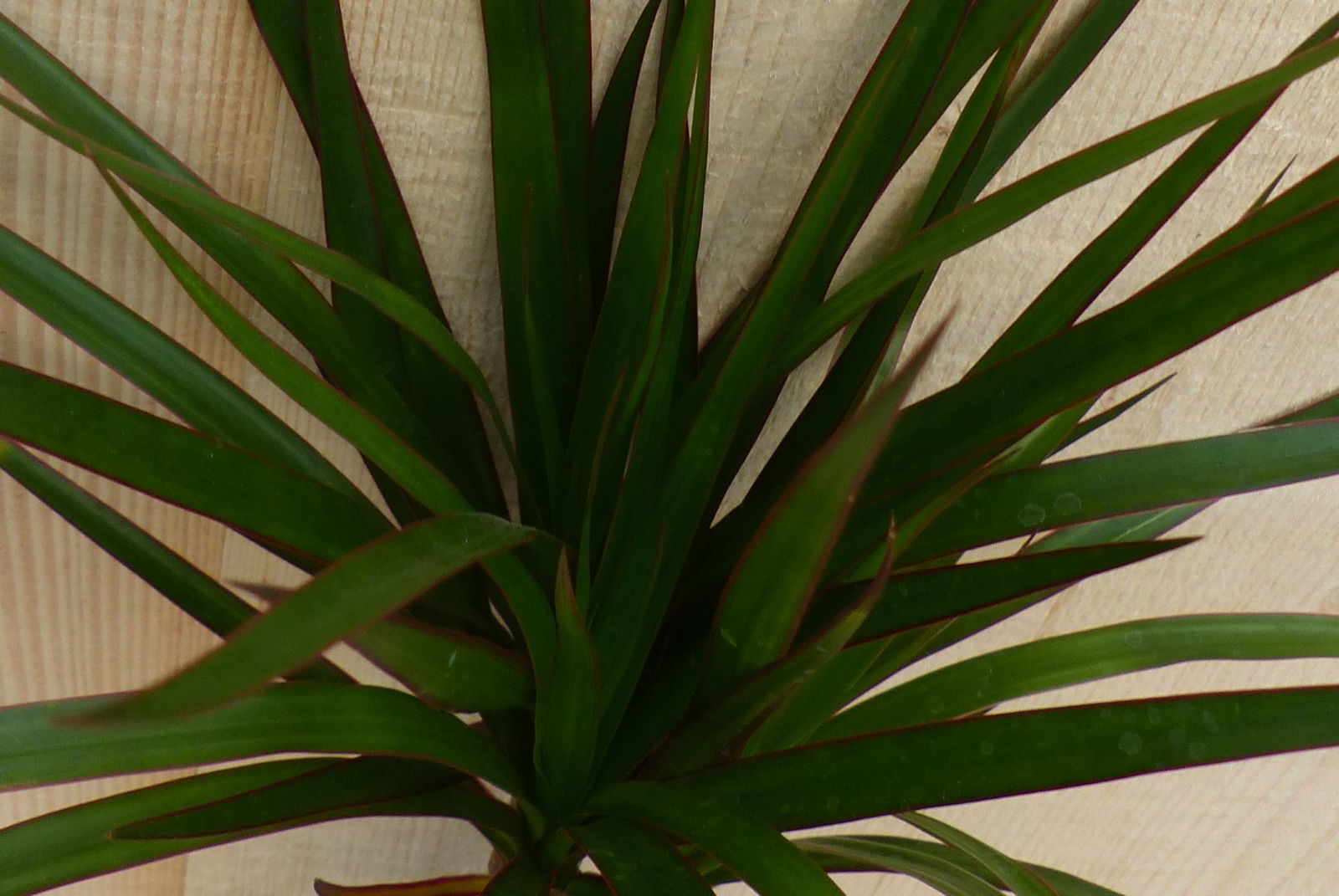 https://cdn.warentuin.nl/media/catalog/product/L/E/LEVE8149900043297_2_warentuin_natuurlijk_kamerplant_drakenbloedboom_dracaena_ma_b175.JPG
