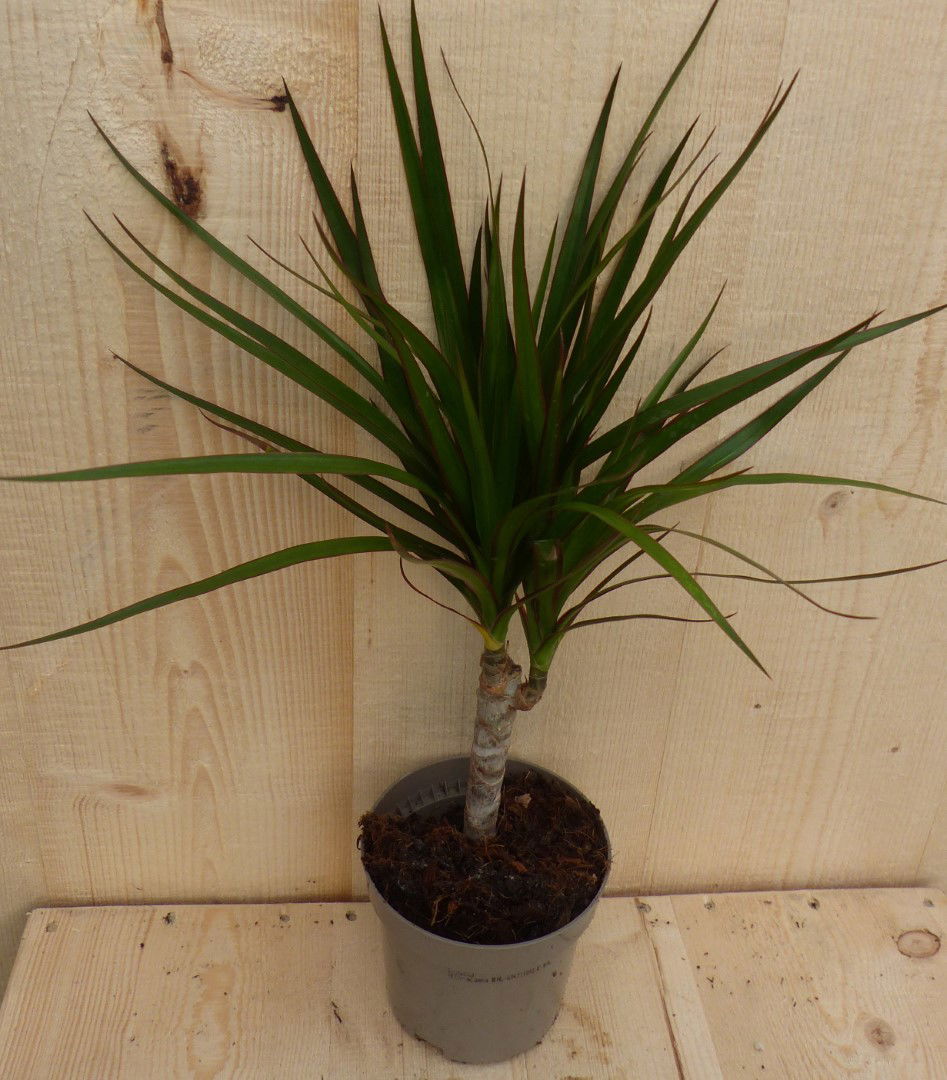 https://cdn.warentuin.nl/media/catalog/product/L/E/LEVE8149900043297_warentuin_natuurlijk_kamerplant_drakenbloedboom_dracaena_marg_36f0.JPG