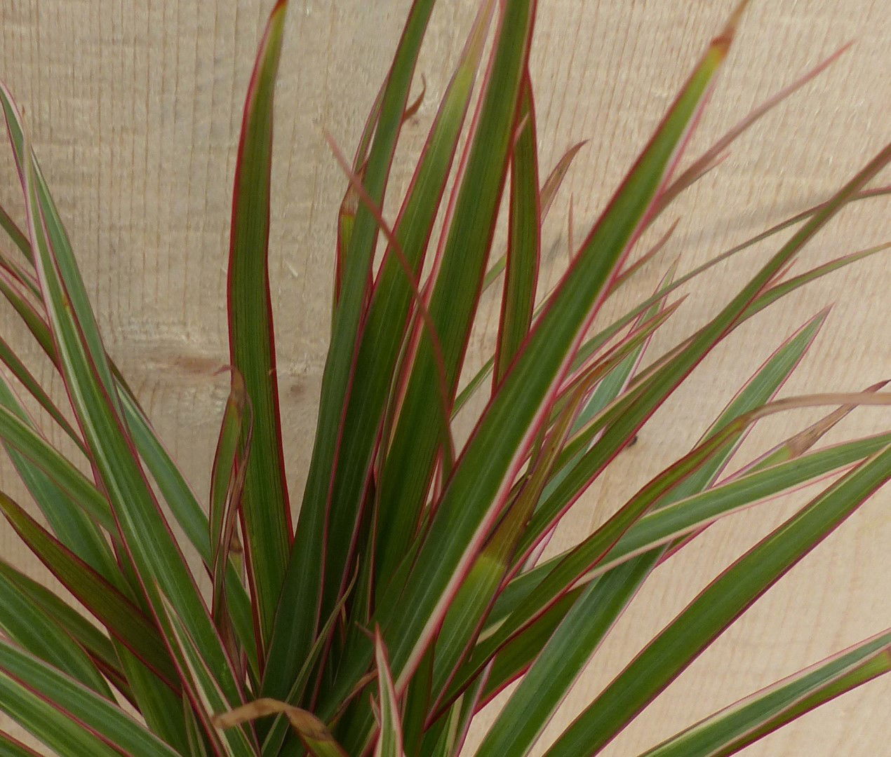 https://cdn.warentuin.nl/media/catalog/product/L/E/LEVE8149900043298_2_warentuin_natuurlijk_kamerplant_drakenbloedboom_dracaena_ma_7a32.JPG