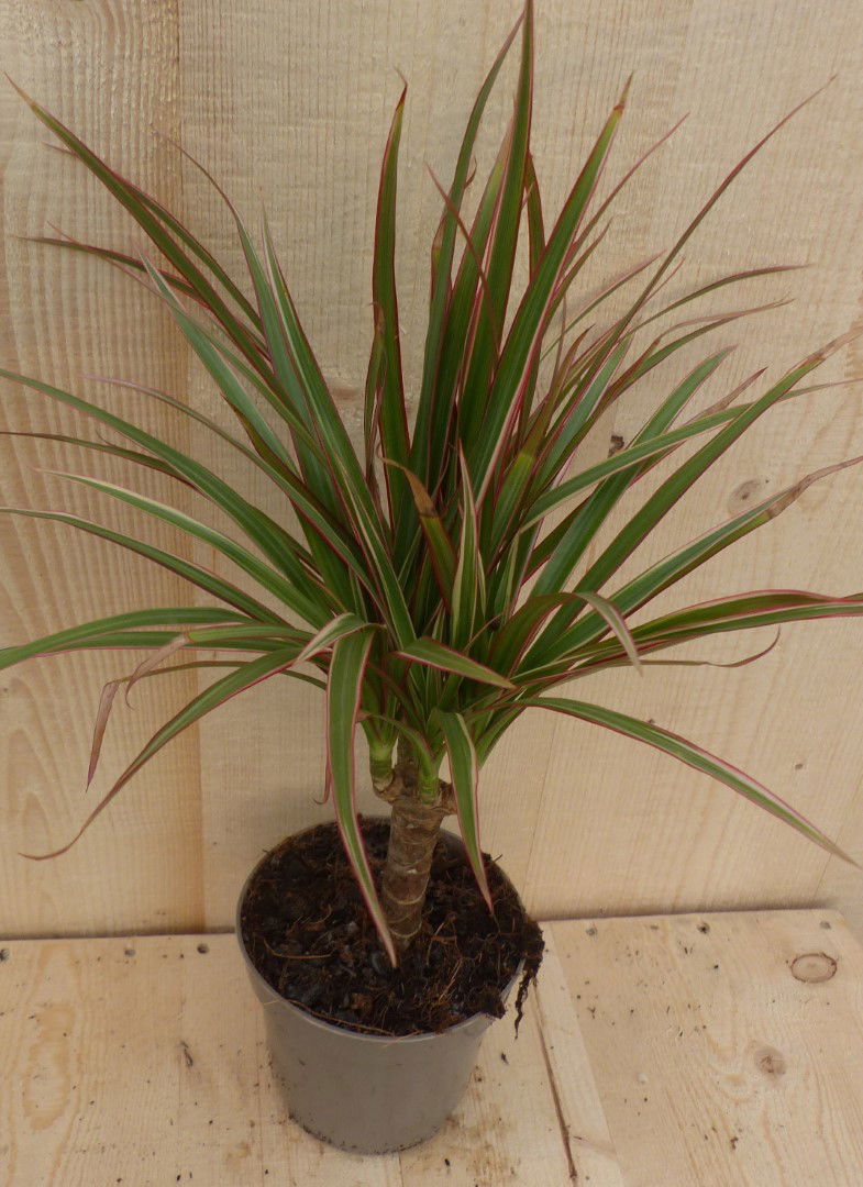 https://cdn.warentuin.nl/media/catalog/product/L/E/LEVE8149900043298_warentuin_natuurlijk_kamerplant_drakenbloedboom_dracaena_marg_c6ec.JPG