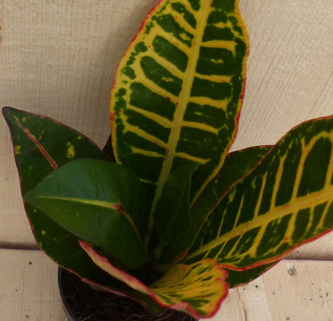 https://cdn.warentuin.nl/media/catalog/product/L/E/LEVE8149900043300_2_warentuin_natuurlijk_kamerplant_croton_klein_warentuin_natu_bf1c.JPG