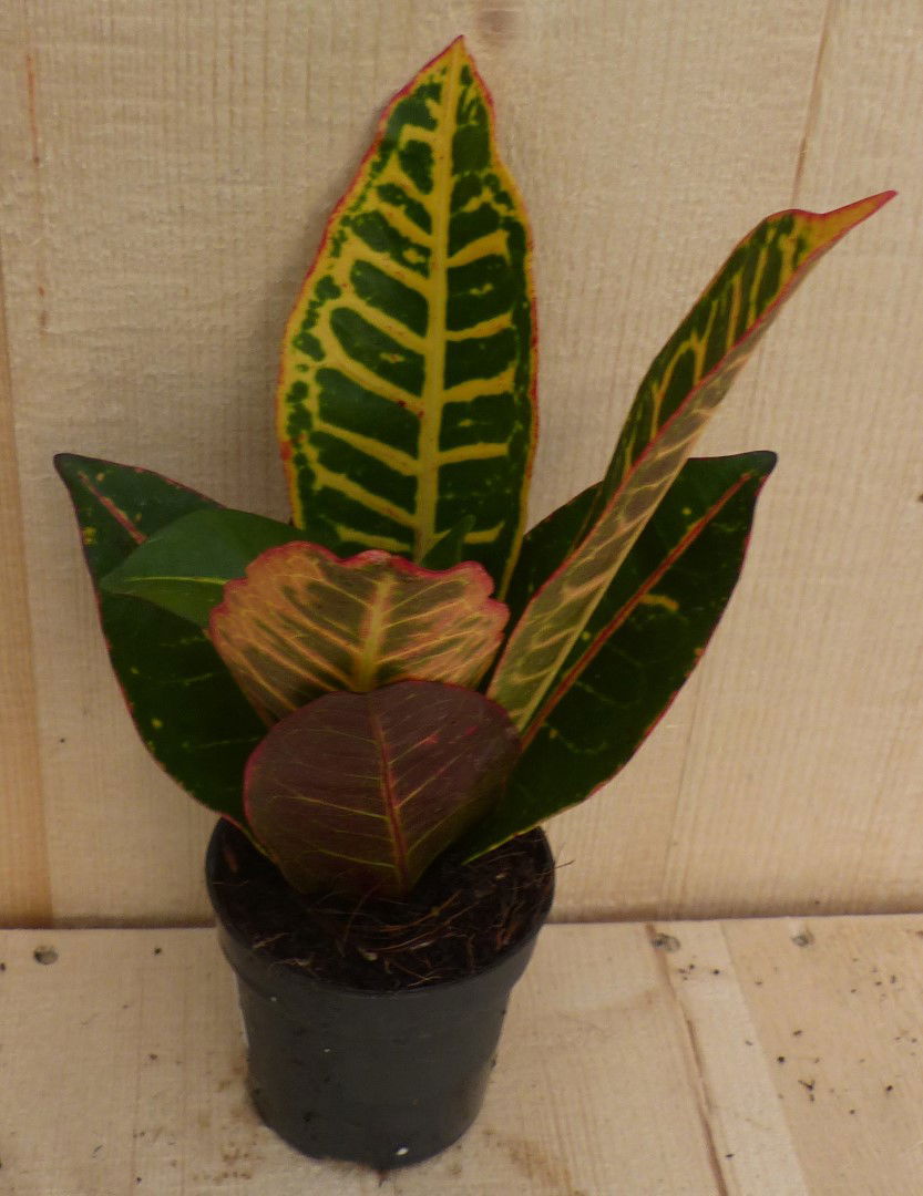 https://cdn.warentuin.nl/media/catalog/product/L/E/LEVE8149900043300_warentuin_natuurlijk_kamerplant_croton_klein_warentuin_natuur_48a2.JPG