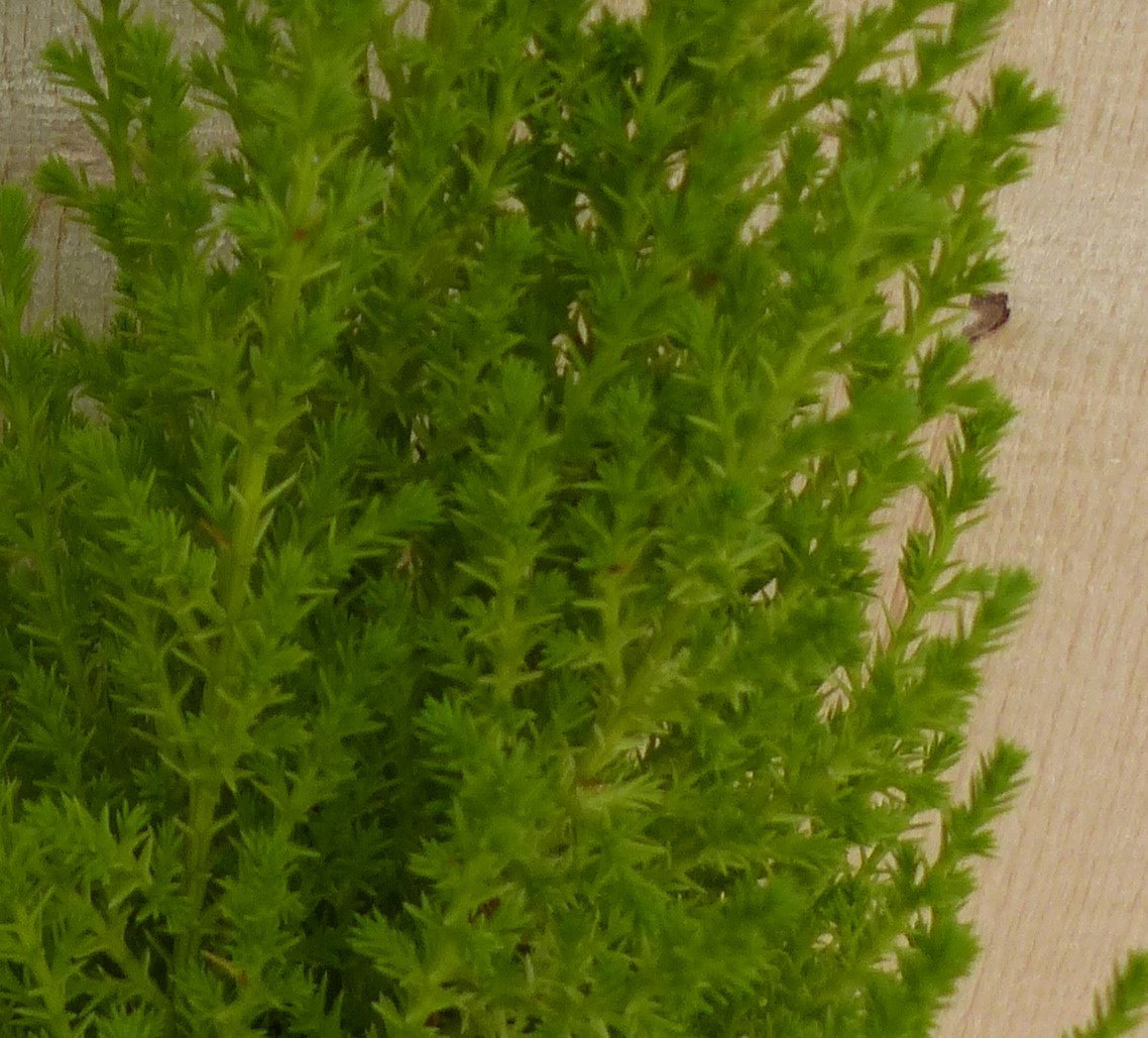 https://cdn.warentuin.nl/media/catalog/product/L/E/LEVE8149900043301_2_warentuin_natuurlijk_kamerplant_cupressus_kamerconifeer_kle_09a6.JPG