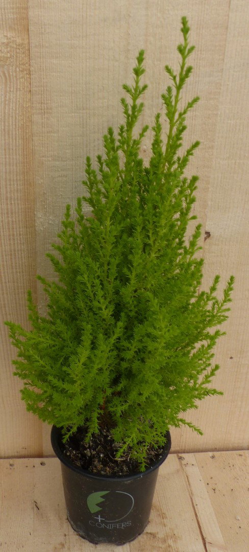 https://cdn.warentuin.nl/media/catalog/product/L/E/LEVE8149900043301_warentuin_natuurlijk_kamerplant_cupressus_kamerconifeer_klein_cdac.JPG